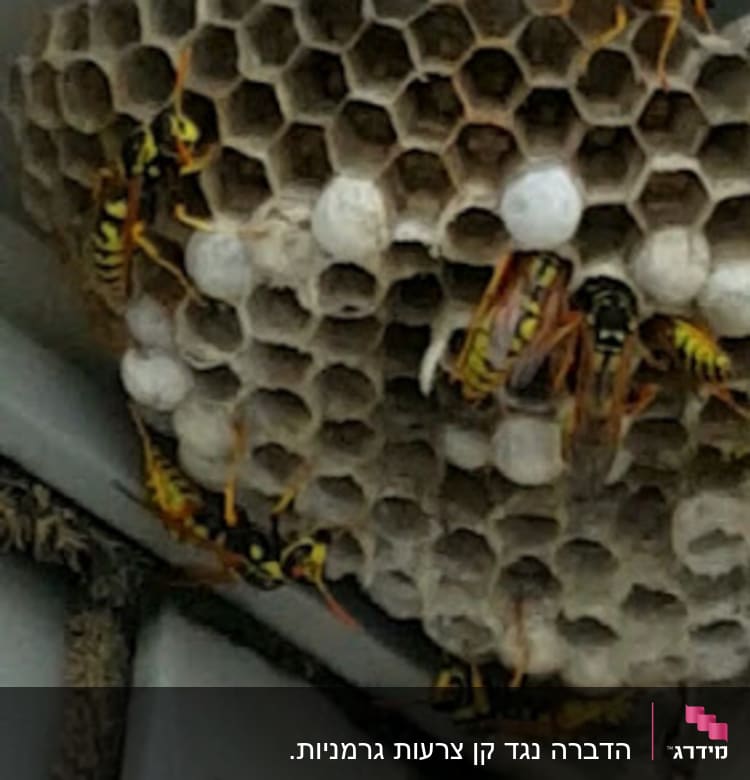 קבוצת צרעות על קן דבורים בתקרת מבנה